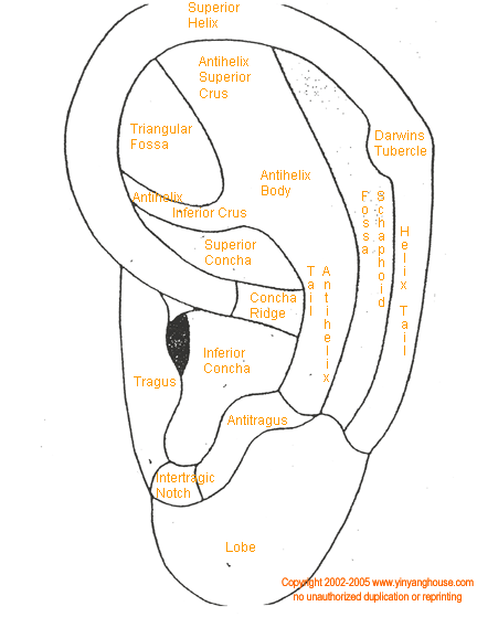 auricular anatomy with modern terminology
