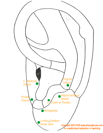 endocrinesubcortical.gif