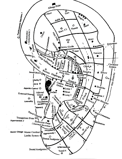 auricular anatomy chart