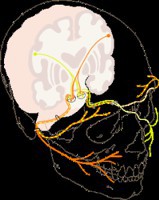 Acupuncture for Bell's Palsy - Initial Results Vary with Age, BMI and Pain Levels