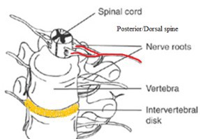 Acupuncture for Spinal Cord Injury