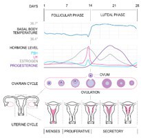 Acupuncture Resolves Menstrual Cramps Regardless of Treatment Frequency and Technique