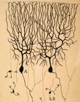 Brain Changes Involved In Alzheimer's Improve With Acupuncture (Study)