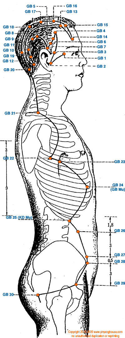 Gallbladder Meridian Graphic - TCM Energy Channel Pathway