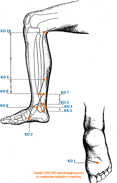 Kidney Meridian Graphic - TCM Energy Channel Pathway