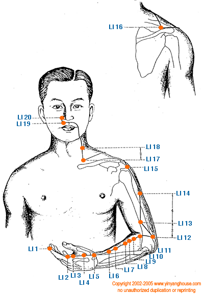 Large Intestine Meridian Graphic - TCM Energy Channel Pathway