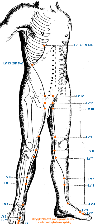 Liver Meridian Graphic - TCM Energy Channel Pathway