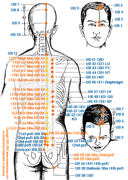 Urinary Bladder Meridian Graphic - TCM Energy Channel Pathway