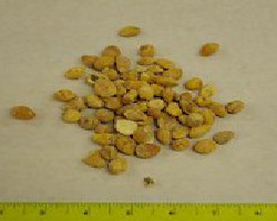 Bai Guo (Ginkgo Nut)