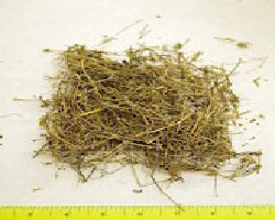 Bai Hua She She Cao (Heydyotis, Oldenlandia)