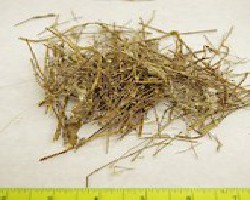 Bai Tou Weng (Chinese Anemone Root, Pulsatilla)