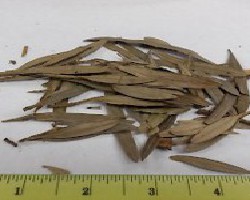 Ce Bai Ye (Biota Leaves)