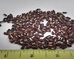 Chi Xiao Dou (Aduki Bean)