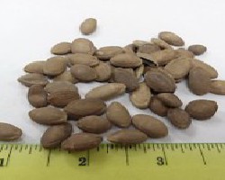 Gua Lou Ren (Trichosanthes Fruit Seeds)