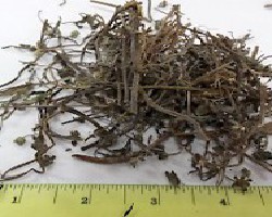 Han Lian Cao (Eclipta)