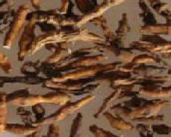 Jiu Jie Chang Pu (Altaica Rhizome)