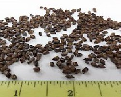 Jue Ming Zi (Cao Jue Ming) (Foetid Cassia Seeds)