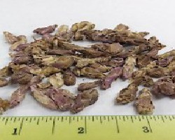 Kuan Dong Hua (Coltsfoot Flower)