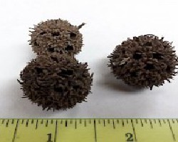 Lu Lu Tong (Sweetgum Fruit)