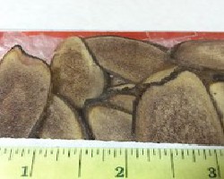 Lu Rong (Elk/Deer Horn, Velvet)