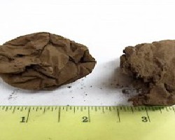 Ma Bo (Fruiting Body of Puffball, Lasiosphaera)