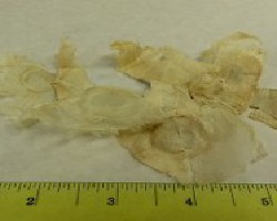 Mu Hu Die (Oroxylum Seeds)