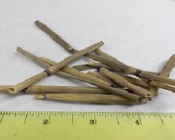 Mu Zei (Scouring Rush, Shave Grass)