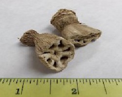 Ou Jie (Lotus Rhizome Nodes)