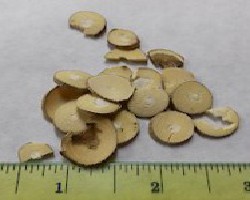 Sang Zhi (Mulberry Twig)