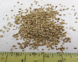 She Chuang Zi (Cnidium Seeds)