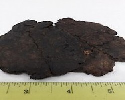 Sheng Di Huang (Rehmannia)