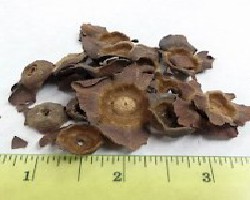 Shi Di (Persimmon Calyx)