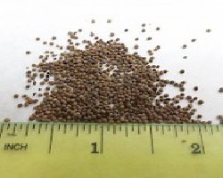 Su Zi (Purple Perilla Fruit)