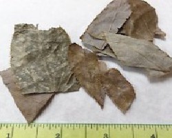 Yin Yang Huo (Arial Parts of Epimedium, Horny Goat Weed)