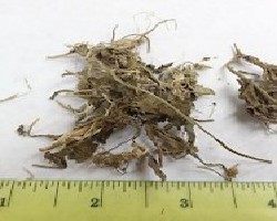 Zi Hua Di Ding (Yedeon's Violet)