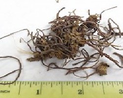Zi Wan (Purple Aster Root)
